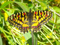 mariposa arlequin