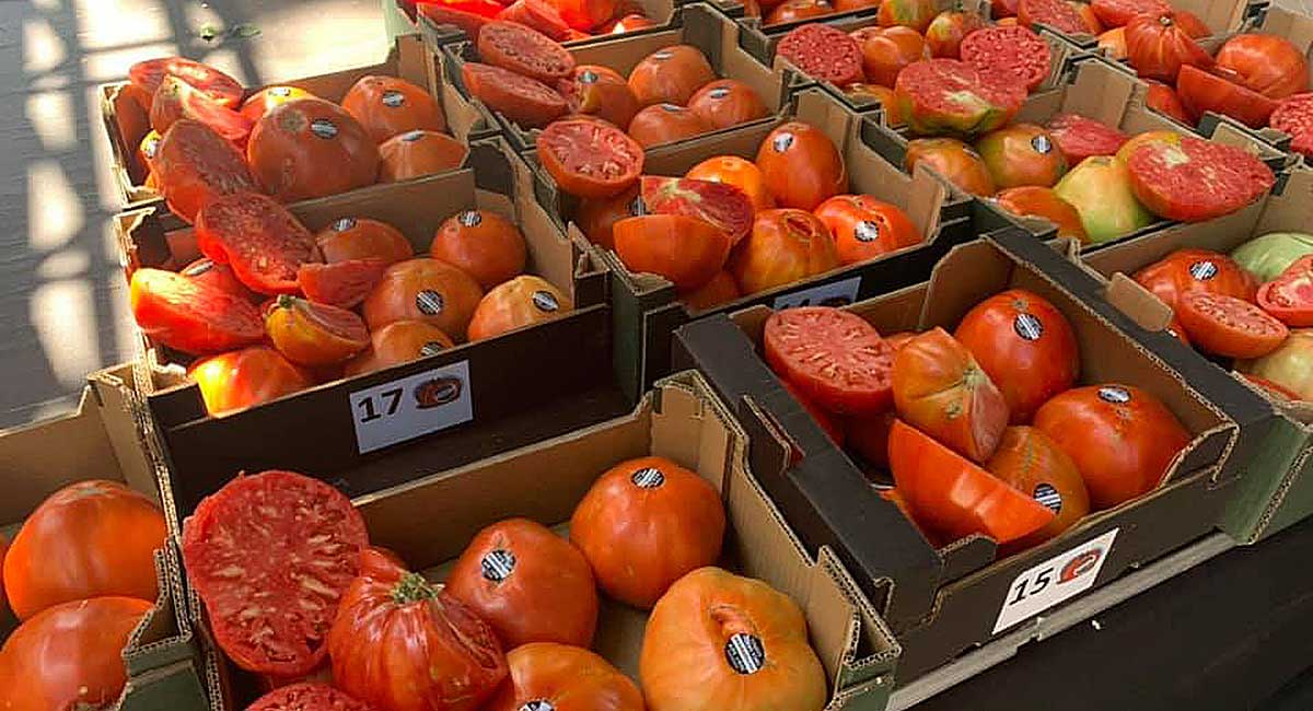 Pronto sabremos cul ser el mejor Tomate Huevo Toro 2020