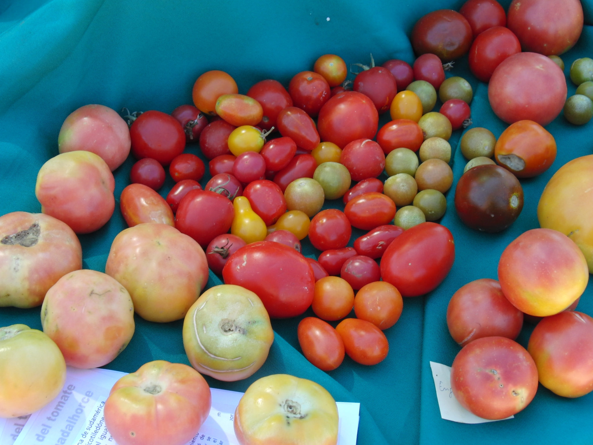El tomate finaliza en Alhaurn el Grande su ruta por los mercados Guadalhorce Ecolgico