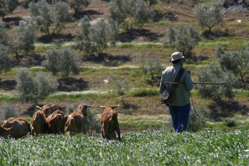 Rebaño de cabras malagueñas pastando