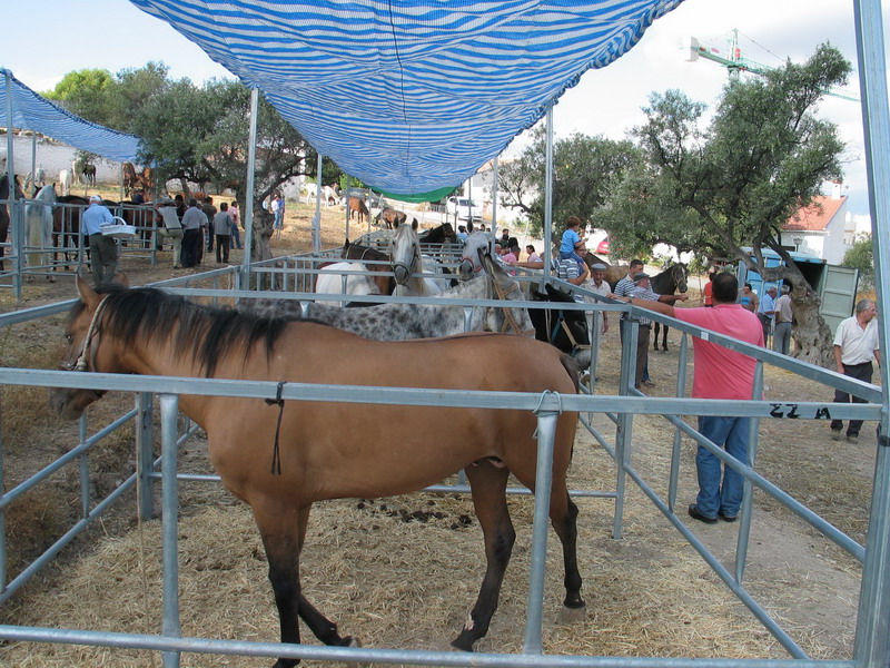 feria ganado crtama