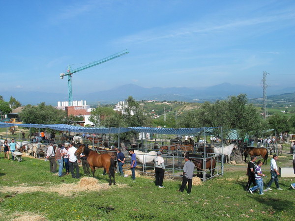 feria ganado crtama