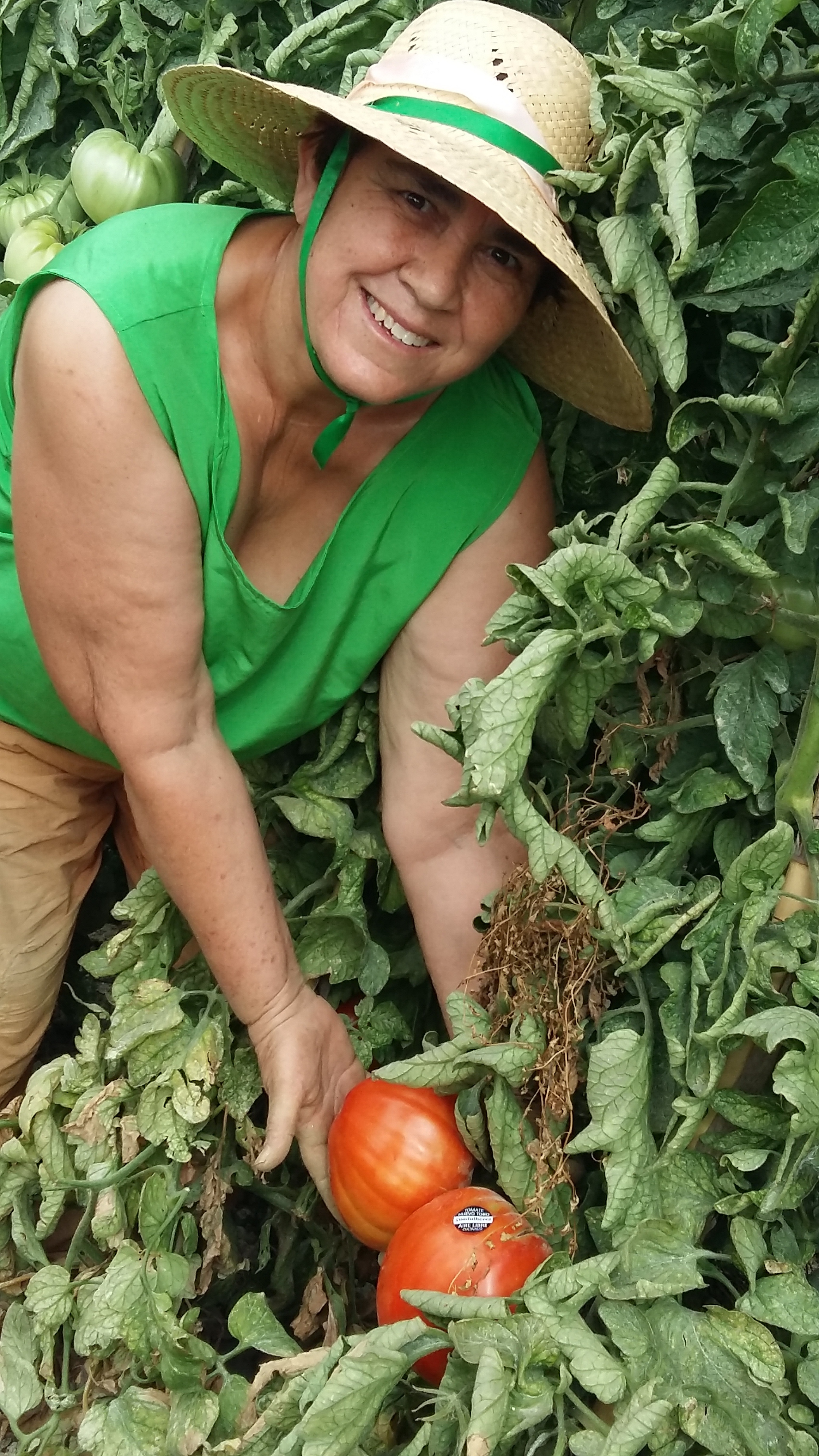 Comienza la temporada del tomate Huevo Toro 