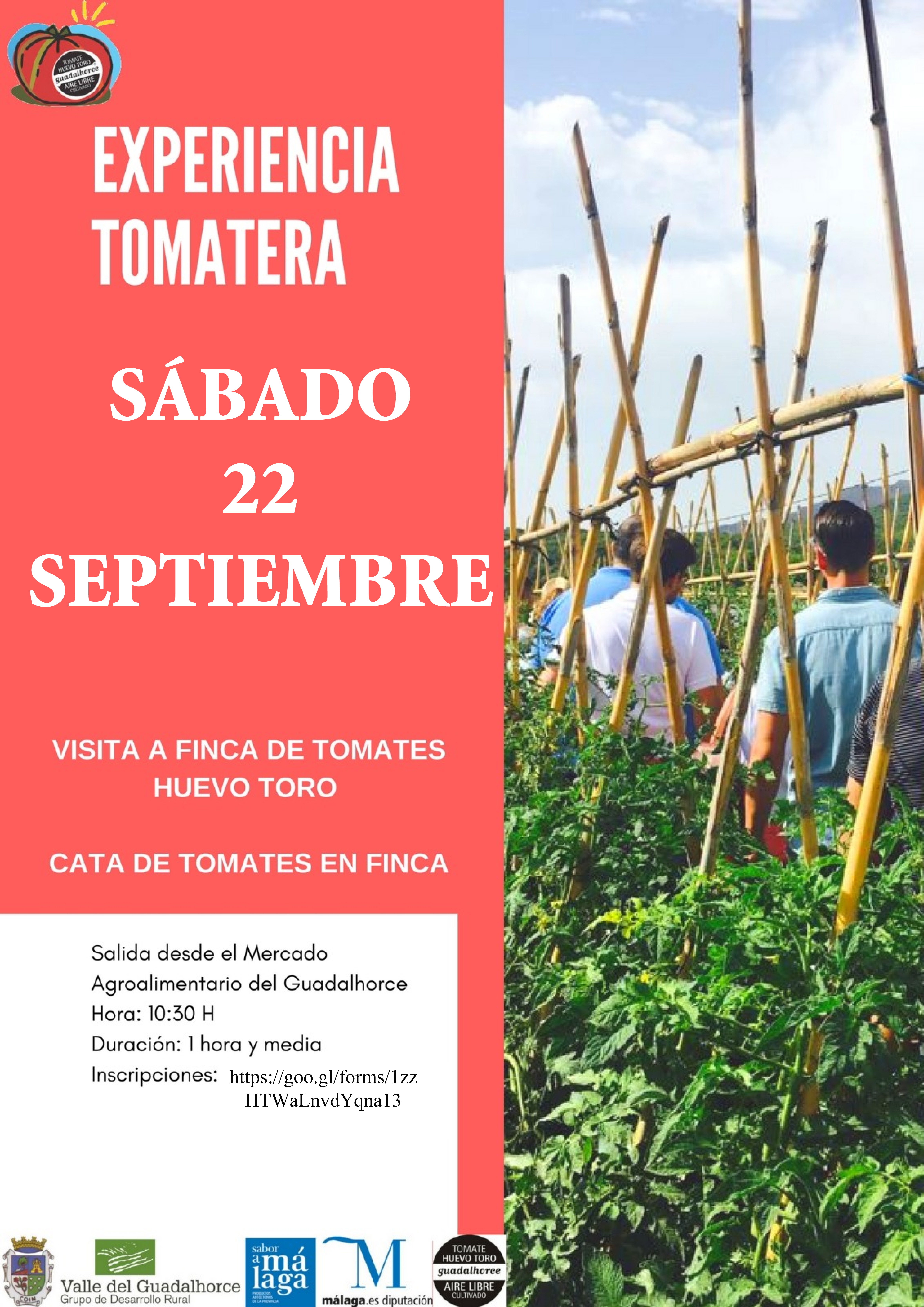 Experiencia tomatera HuevoToro2018