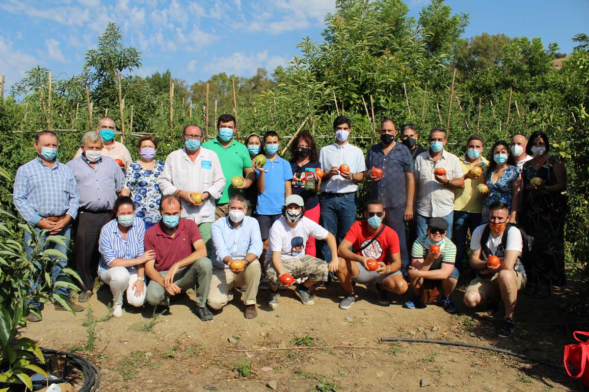 Comienza la temporada del tomate Huevo Toro 2020