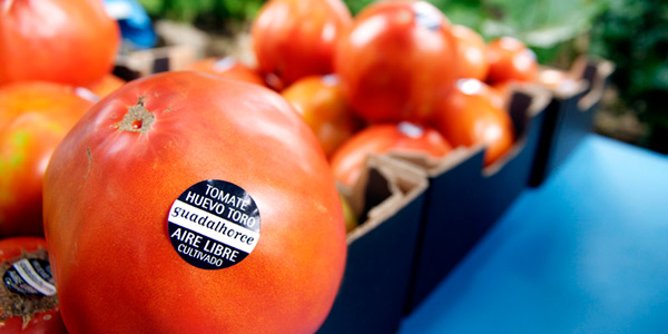 Arranca la temporada del Tomate Huevo de Toro 