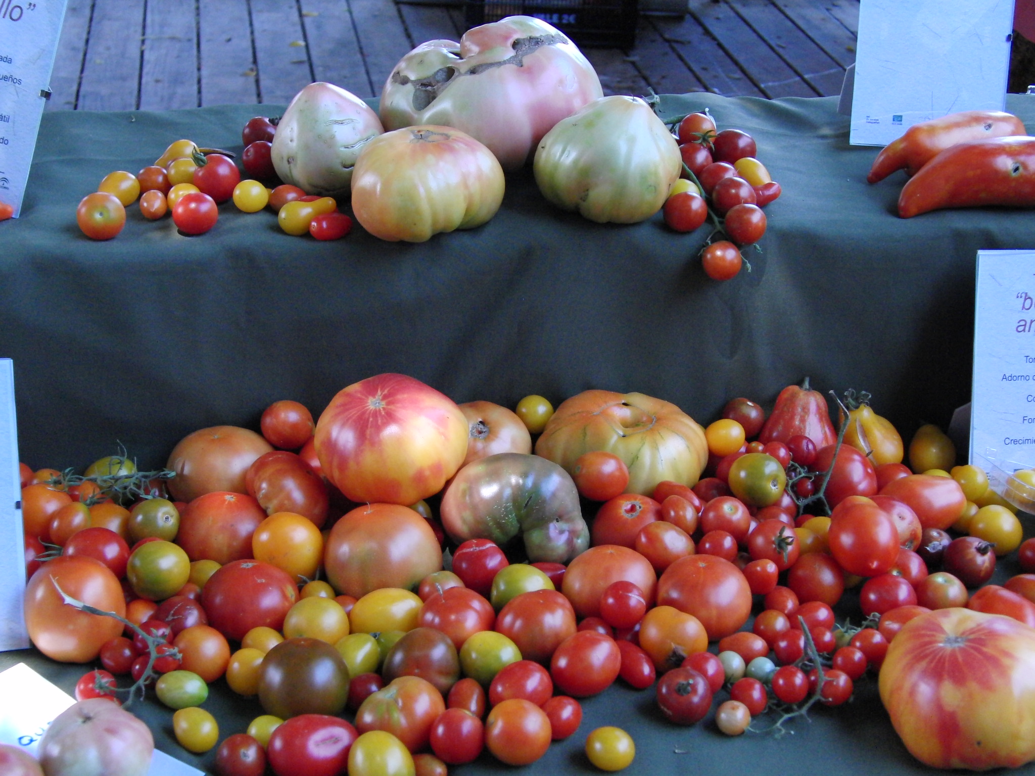 El tomate contina en Crtama su ruta por los mercados Guadalhorce Ecolgico